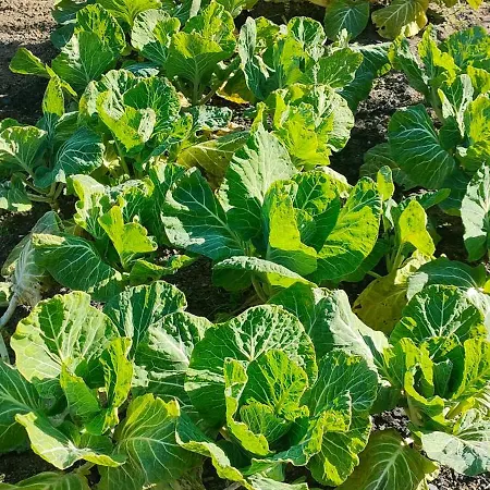 Quinta Padre Lobo * Santa Maria da Feira