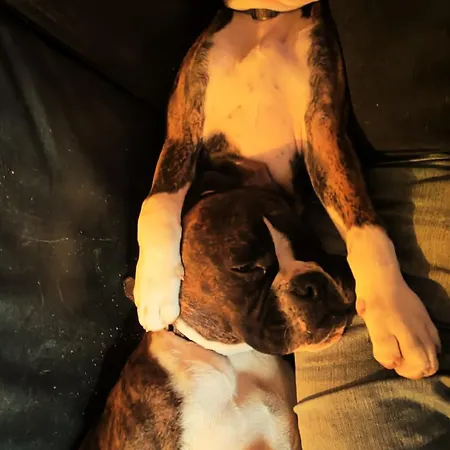 Quinta Padre Lobo Santa Maria da Feira