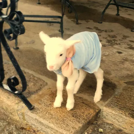 Quinta Padre Lobo Santa Maria da Feira