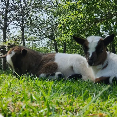 Landhaus Quinta Padre Lobo Santa Maria da Feira
