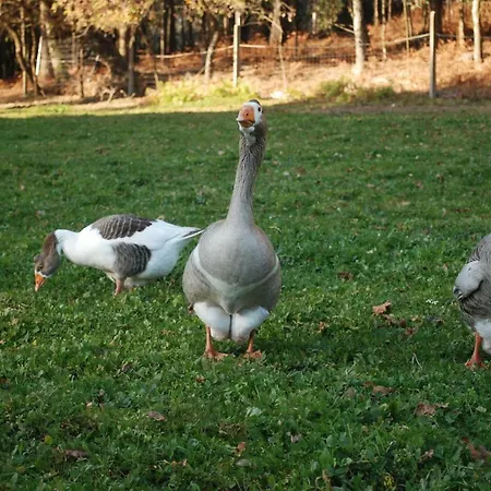 Casa de Campo Quinta Padre Lobo *