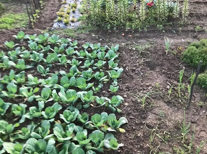 Quinta Padre Lobo * סנטה מריה דה פיירה