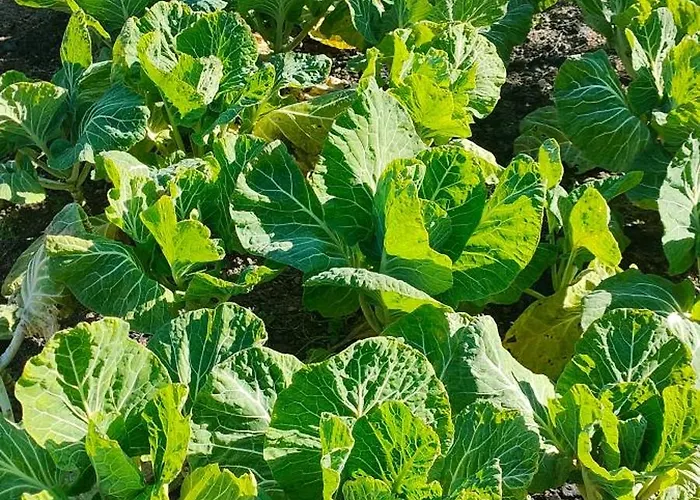 Quinta Padre Lobo * Santa Maria da Feira