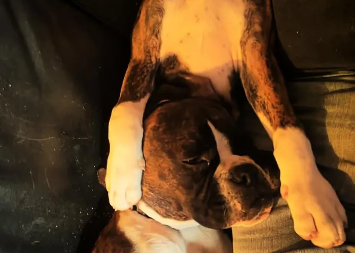 Quinta Padre Lobo Santa Maria da Feira