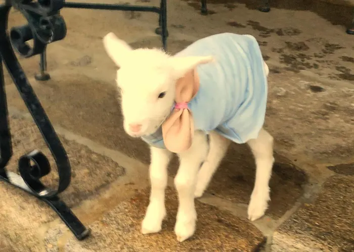 Quinta Padre Lobo Santa Maria da Feira