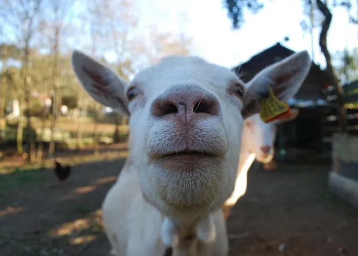 Quinta Padre Lobo * Santa Maria da Feira